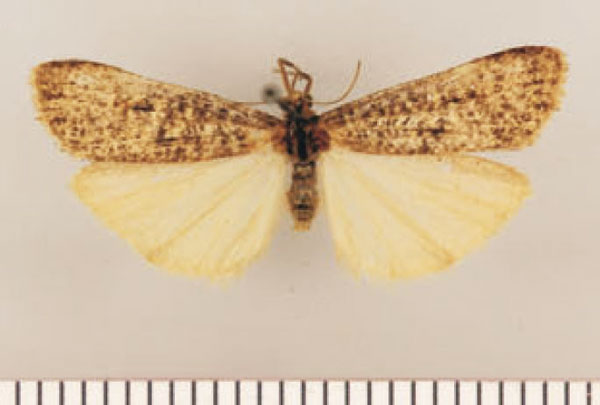 /filer/webapps/moths/media/images/M/mendax_Pasteosia_HT_TMSA.jpg
