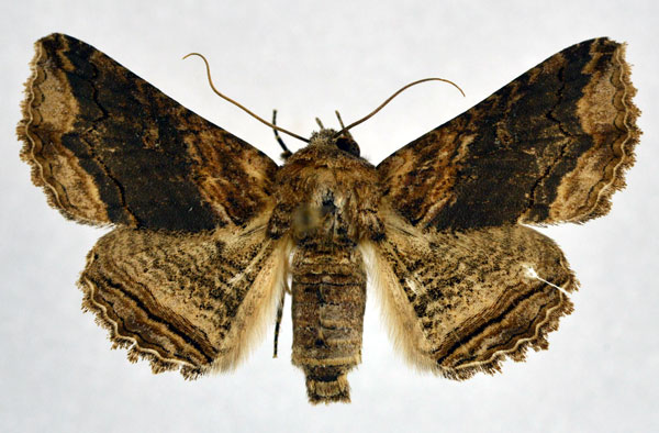 /filer/webapps/moths/media/images/M/mendax_Pericyma_AF_NHMO.jpg