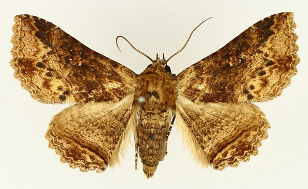/filer/webapps/moths/media/images/M/mendax_Pericyma_AF_TMSA_01.jpg