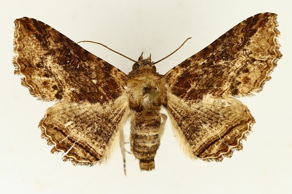 /filer/webapps/moths/media/images/M/mendax_Pericyma_AF_TMSA_02.jpg