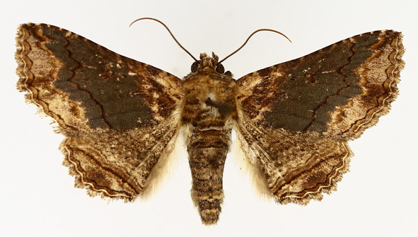/filer/webapps/moths/media/images/M/mendax_Pericyma_AM_TMSA_01.jpg