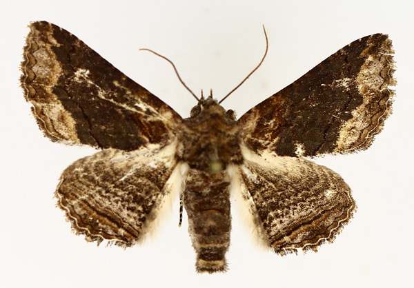 /filer/webapps/moths/media/images/M/mendax_Pericyma_AM_TMSA_02.jpg
