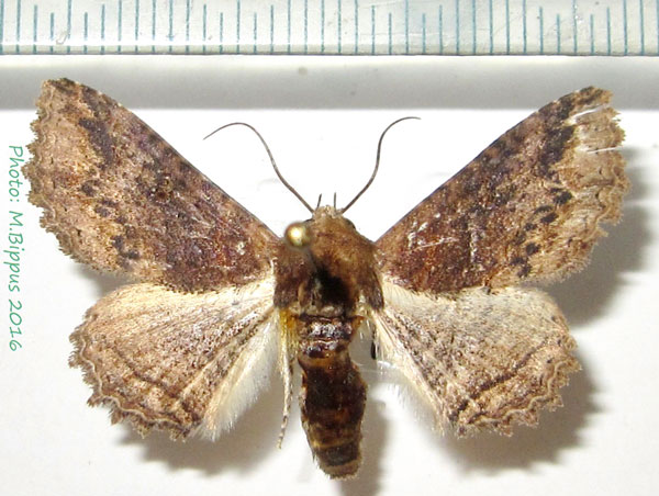 /filer/webapps/moths/media/images/M/mendax_Pericyma_A_Bippus.jpg
