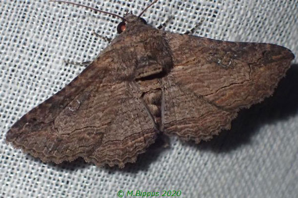 /filer/webapps/moths/media/images/M/mendax_Pericyma_A_Bippus_02.jpg