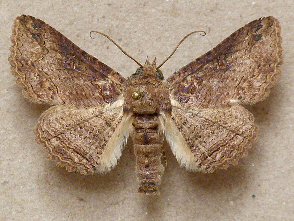 /filer/webapps/moths/media/images/M/mendax_Pericyma_A_Butler.jpg
