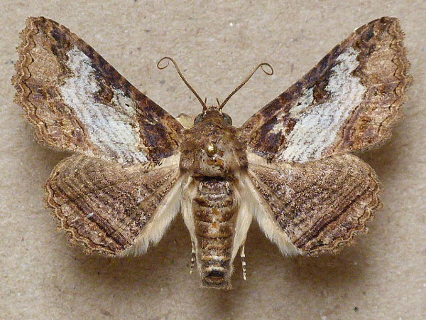 /filer/webapps/moths/media/images/M/mendax_Pericyma_A_Butler_02.jpg