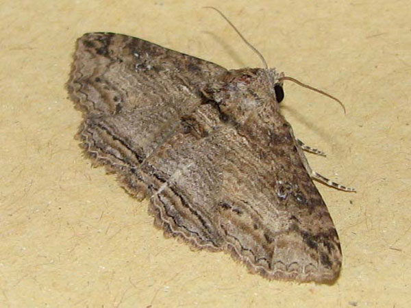 /filer/webapps/moths/media/images/M/mendax_Pericyma_A_Goff.jpg