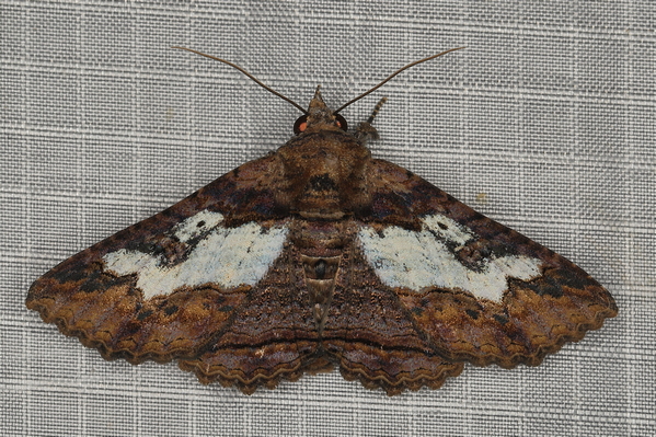 /filer/webapps/moths/media/images/M/mendax_Pericyma_A_Heyns_01.JPG