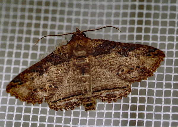 /filer/webapps/moths/media/images/M/mendax_Pericyma_A_Roland_01.jpg