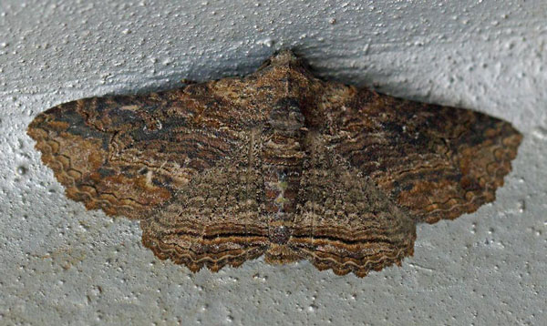 /filer/webapps/moths/media/images/M/mendax_Pericyma_A_Voaden.jpg