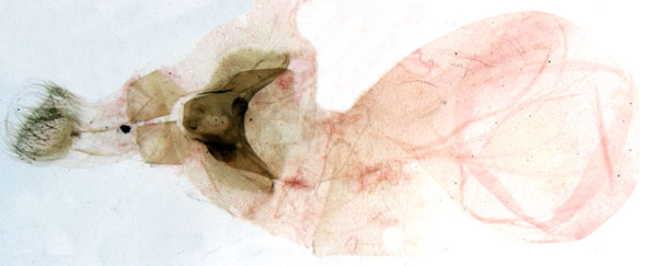 /filer/webapps/moths/media/images/M/mendax_Pericyma_GF_MNHN_569.jpg