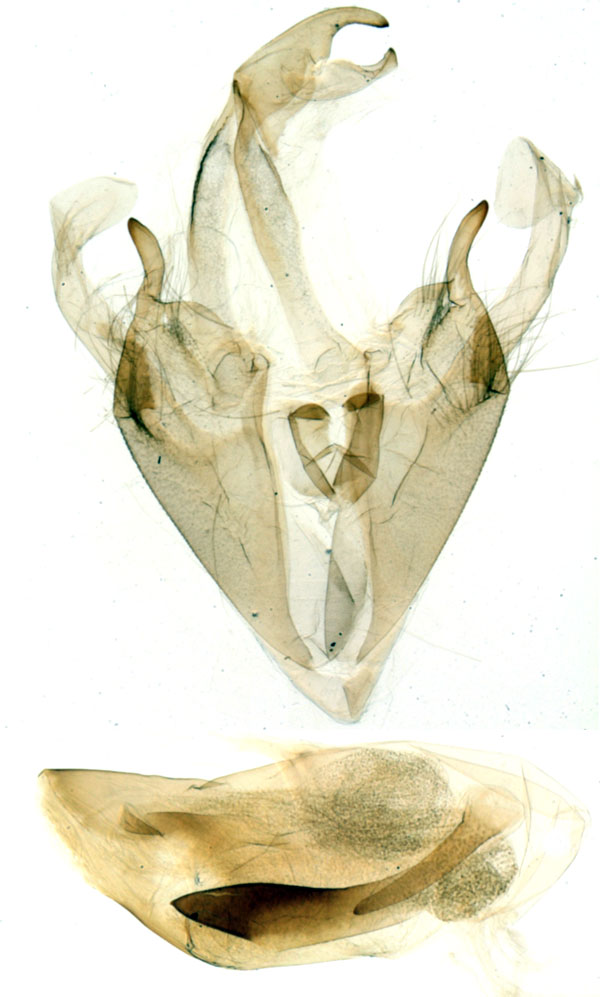/filer/webapps/moths/media/images/M/mendax_Pericyma_GM_MNHN_573.jpg