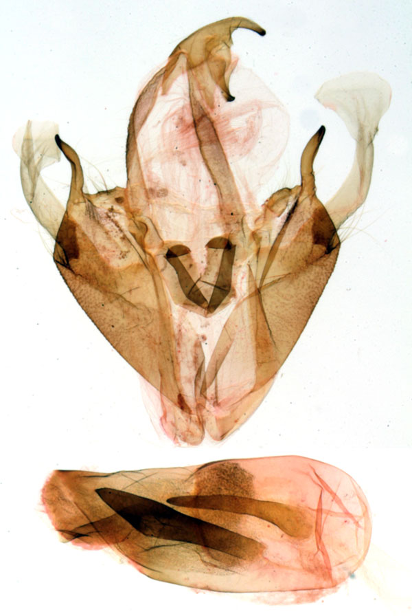 /filer/webapps/moths/media/images/M/mendax_Pericyma_GM_MNHN_588.jpg