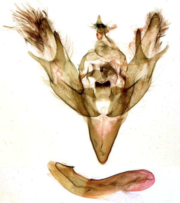 /filer/webapps/moths/media/images/M/mendeboense_Euxootera_GMHT_MNHN_1115.jpg