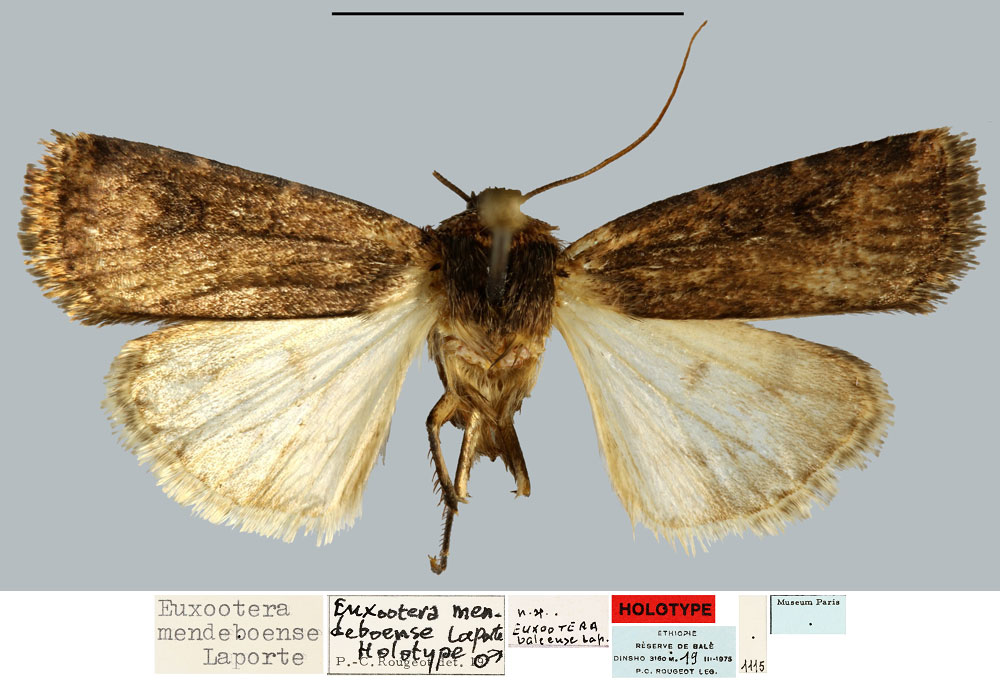 /filer/webapps/moths/media/images/M/mendeboense_Euxootera_HT_MNHN.jpg