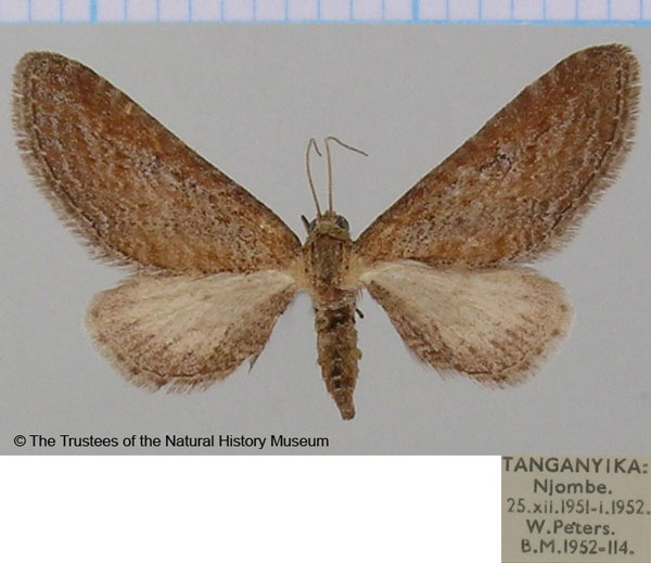/filer/webapps/moths/media/images/M/mendosaria_Eupithecia_AF_BMNH.jpg