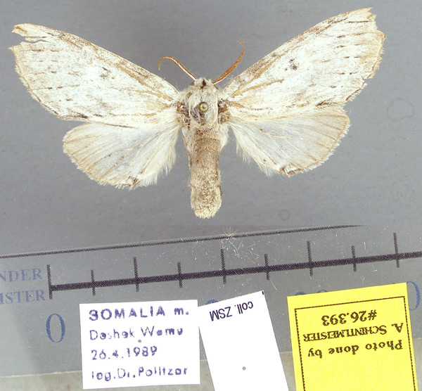 /filer/webapps/moths/media/images/M/menelik_Parasimesia_PT_MWM.jpg