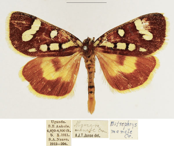 /filer/webapps/moths/media/images/M/menete_Mitrophrys_AM_TMSA.jpg
