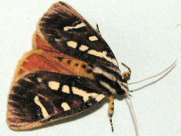 /filer/webapps/moths/media/images/M/menete_Mitrophrys_A_Goff_01.jpg