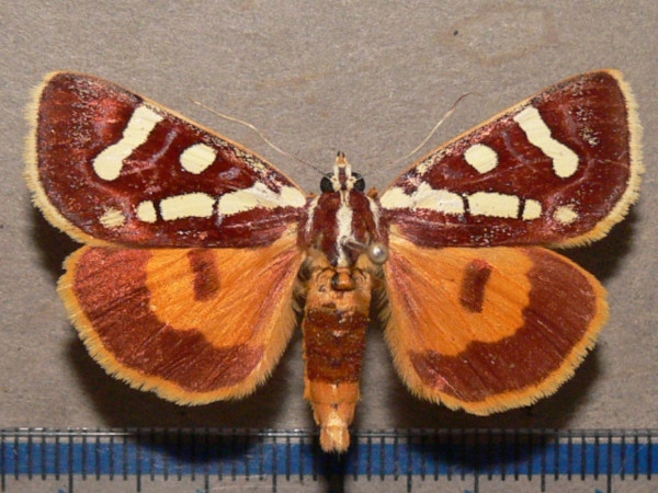 /filer/webapps/moths/media/images/M/menete_Mitrophrys_A_Goff_03.JPG