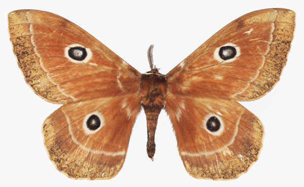 /filer/webapps/moths/media/images/M/menippe_Melanocera_AM_Basquin.jpg