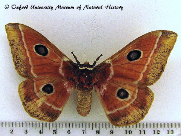 /filer/webapps/moths/media/images/M/menippe_Melanocera_A_OUMNH.jpg