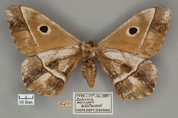 /filer/webapps/moths/media/images/M/menippe_Saturnia_ST_OUMNH_02.jpg