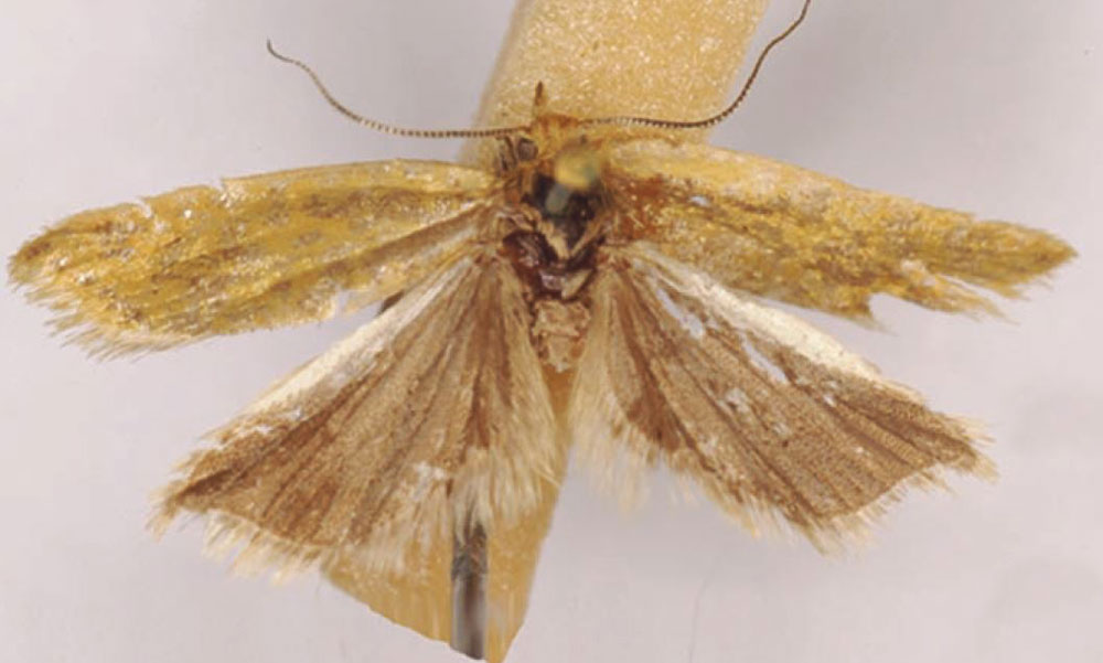 /filer/webapps/moths/media/images/M/mensaria_Tortrix_HT_SAMC.jpg