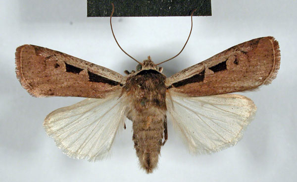 /filer/webapps/moths/media/images/M/mentaxys_Mentaxya_AF_MCSM.jpg