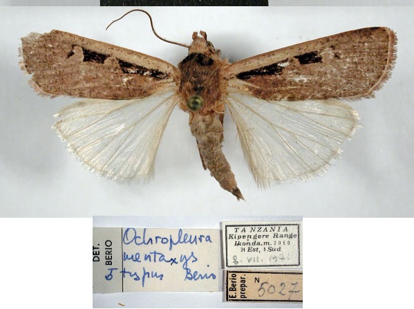 /filer/webapps/moths/media/images/M/mentaxys_Mentaxya_HT_MCSM.jpg