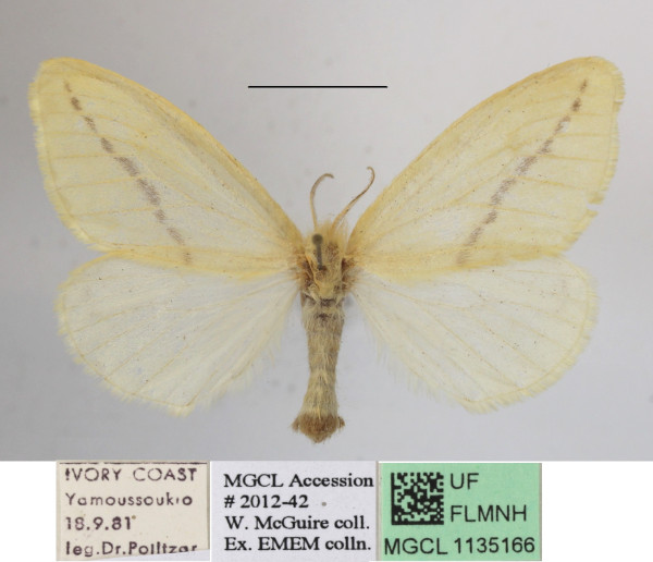 /filer/webapps/moths/media/images/M/mentiens_Crorema_AF_MGCLa_01.jpg