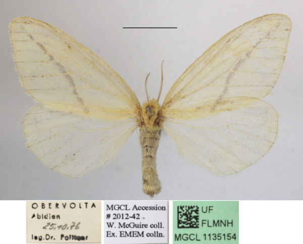 /filer/webapps/moths/media/images/M/mentiens_Crorema_AF_MGCLa_02.jpg