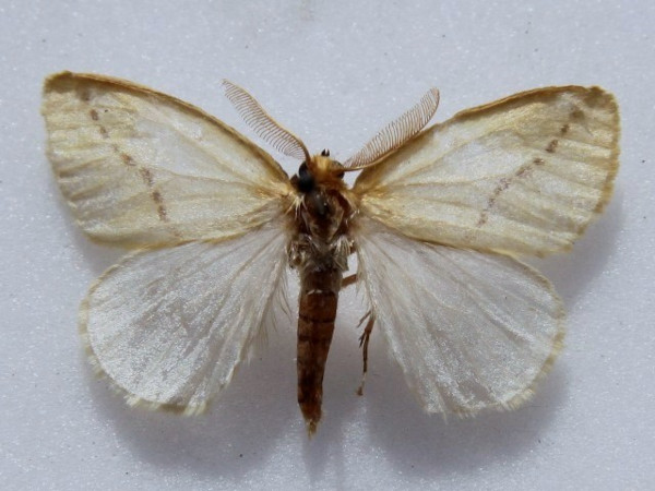 /filer/webapps/moths/media/images/M/mentiens_Crorema_A_Goff_03.jpg