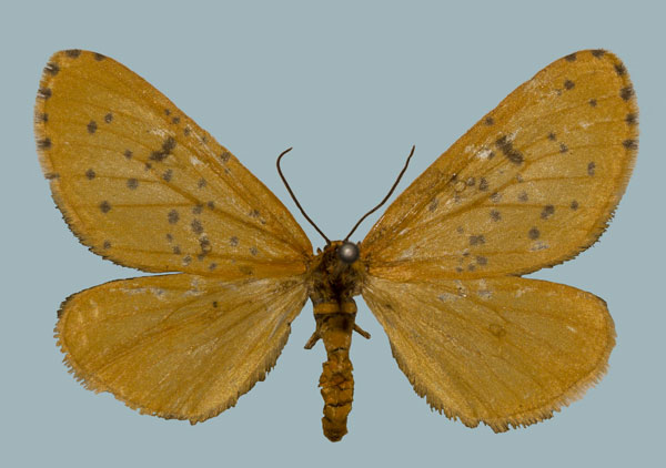 /filer/webapps/moths/media/images/M/meraca_Zerenopsis_AF_Staude.jpg