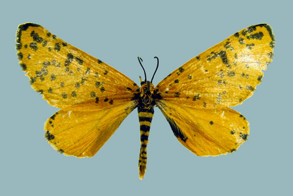 /filer/webapps/moths/media/images/M/meraca_Zerenopsis_AM_Staude.jpg