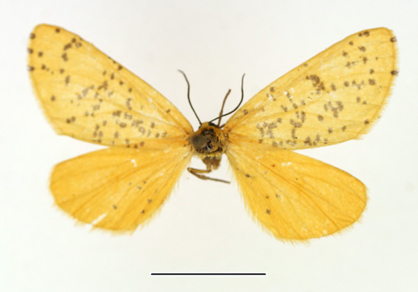 /filer/webapps/moths/media/images/M/meraca_Zerenopsis_AM_TMSA.jpg