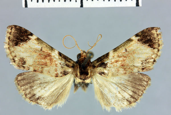 /filer/webapps/moths/media/images/M/meranalis_Megarthria_HT_MNHN.jpg