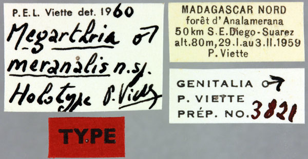 /filer/webapps/moths/media/images/M/meranalis_Megarthria_HT_MNHNl.jpg