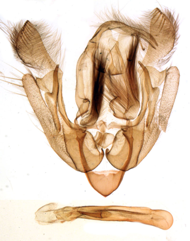 /filer/webapps/moths/media/images/M/mercieri_Euplexia_GMHT_MNHN_BL1311.jpg