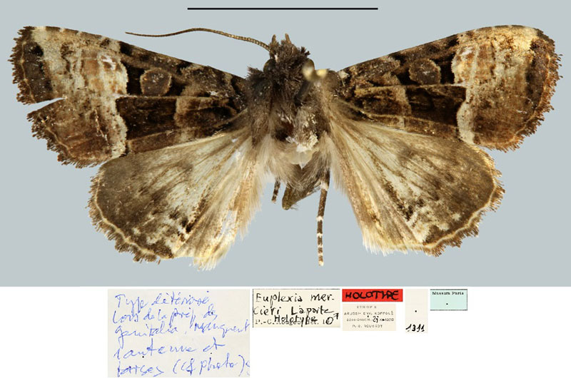 /filer/webapps/moths/media/images/M/mercieri_Euplexia_HT_MNHN.jpg