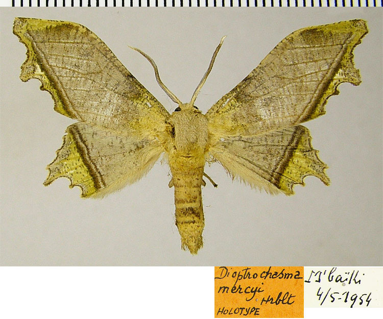 /filer/webapps/moths/media/images/M/mercyi_Dioptrochasma_HT_ZSMa.jpg