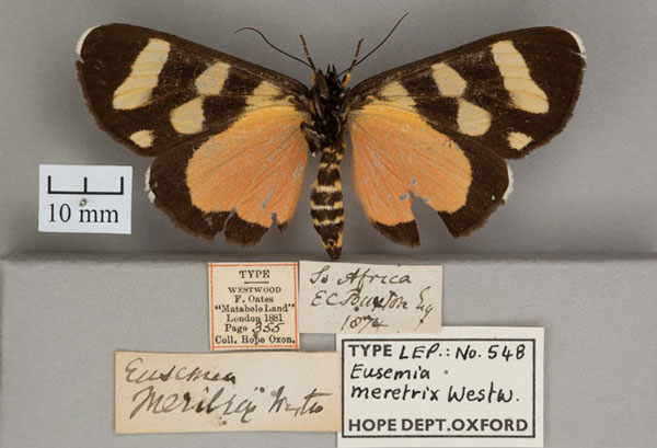 /filer/webapps/moths/media/images/M/meretrix_Eusemia_HT_OUMNH_02.jpg