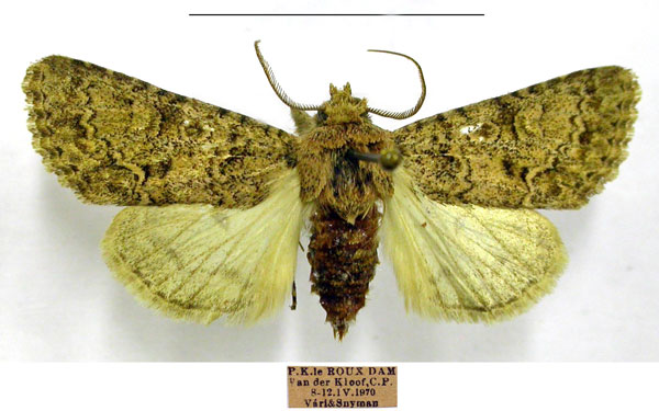 /filer/webapps/moths/media/images/M/merideremica_Boursinia_AM_TMSA.jpg
