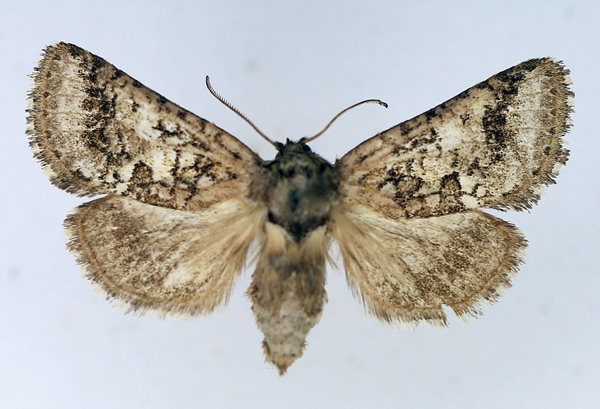 /filer/webapps/moths/media/images/M/meridialis_Arbelodes_AF_TMSA.jpg