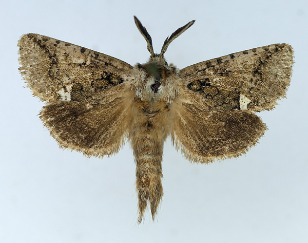 /filer/webapps/moths/media/images/M/meridialis_Arbelodes_AM_TMSA_01.jpg