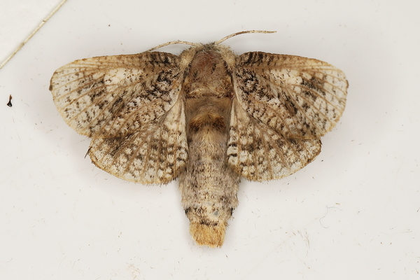 /filer/webapps/moths/media/images/M/meridialis_Arbelodes_F_Heyns_01.JPG