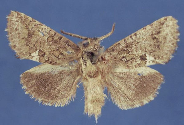 /filer/webapps/moths/media/images/M/meridialis_Arbelodes_HT_MfN.jpg