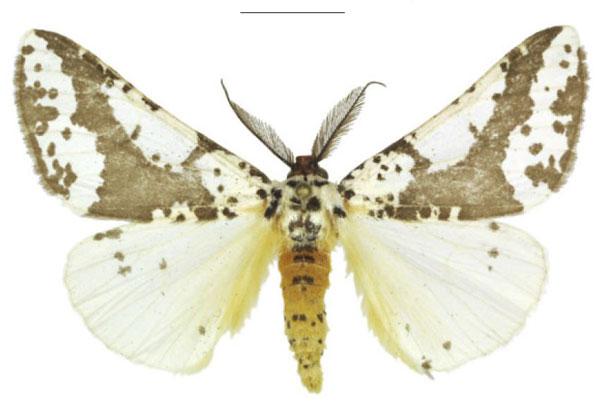 /filer/webapps/moths/media/images/M/meridiana_Nothabraxas_HT_ZSM.jpg