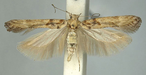 /filer/webapps/moths/media/images/M/meridioafricana_Scrobipalpa_AM_TMSA.jpg