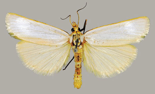 /filer/webapps/moths/media/images/M/meridionalis_Argentochiloides_HT_TMSA.jpg